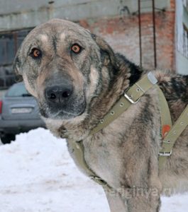 Собака Егор приют Беригиня