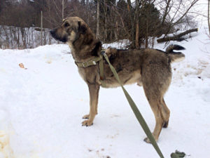 Собака Егор приют Беригиня