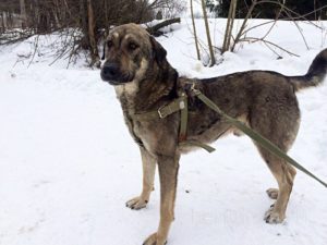 Собака Егор приют Беригиня