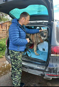 Собака Егор приют Беригиня