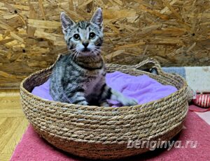 Кошка Федор приют Беригиня