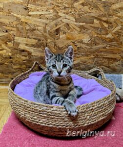 Кошка Федор приют Беригиня