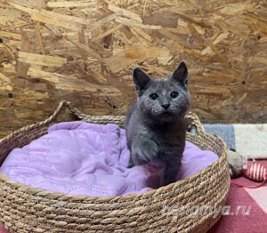 Кошка Федот приют Беригиня
