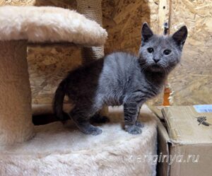 Кошка Федот приют Беригиня