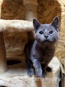 Кошка Федот приют Беригиня