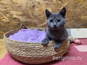 Кошка Федот приют Беригиня