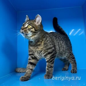 Кошка Фильен приют Беригиня