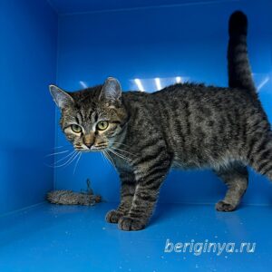 Кошка Фильен приют Беригиня