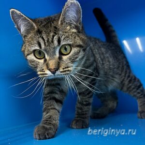 Кошка Фильен приют Беригиня