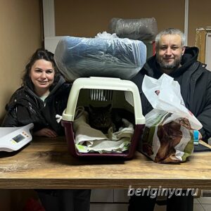 Кошка Фильен приют Беригиня