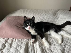 Кошка Фося приют Беригиня