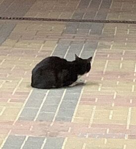 Кошка Фося приют Беригиня