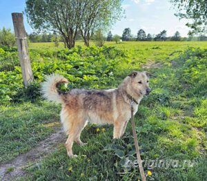 Собака Гера приют Беригиня