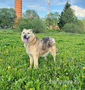 Собака Гера приют Беригиня
