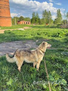 Собака Гера приют Беригиня