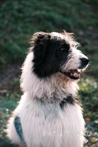 Собака Гиджет приют Беригиня