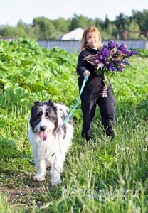 Собака Гиджет приют Беригиня