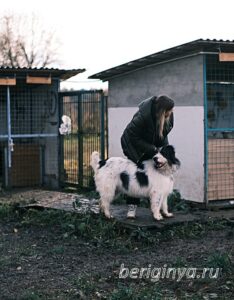 Собака Гиджет приют Беригиня