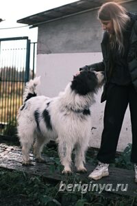 Собака Гиджет приют Беригиня
