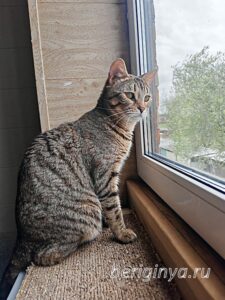 Кошка Гося приют Беригиня