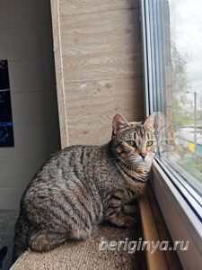 Кошка Гося приют Беригиня
