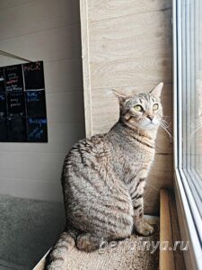 Кошка Гося приют Беригиня