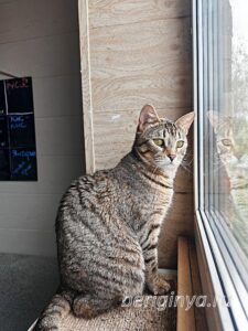 Кошка Гося приют Беригиня