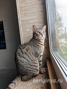Кошка Гося приют Беригиня