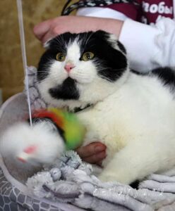 Кошка Готэм приют Беригиня