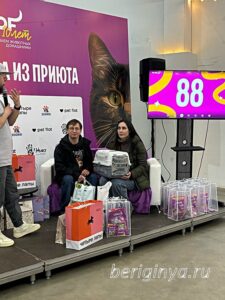 Кошка Готэм приют Беригиня