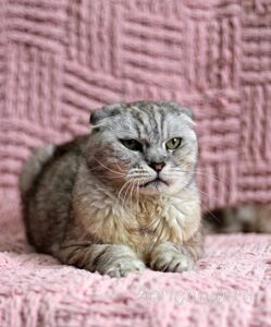 Кошка Хави приют Беригиня