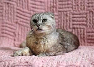 Кошка Хави приют Беригиня