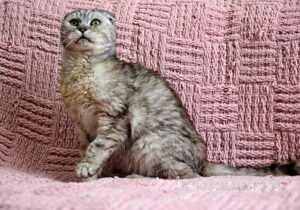Кошка Хави приют Беригиня