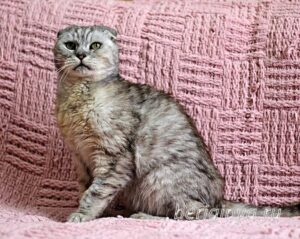 Кошка Хави приют Беригиня