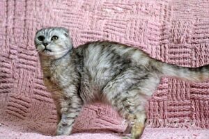 Кошка Хави приют Беригиня