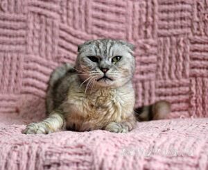 Кошка Хави приют Беригиня