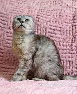 Кошка Хави приют Беригиня