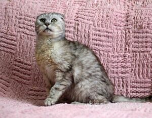 Кошка Хави приют Беригиня