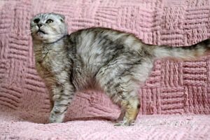Кошка Хави приют Беригиня