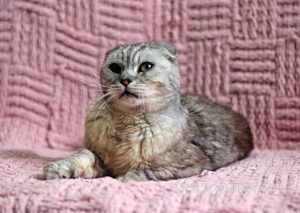 Кошка Хави приют Беригиня