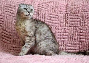 Кошка Хави приют Беригиня