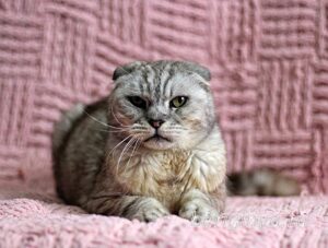 Кошка Хави приют Беригиня