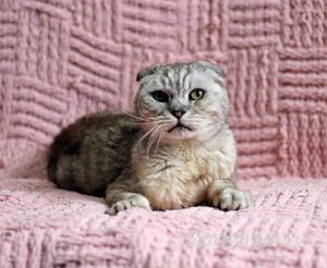 Кошка Хави приют Беригиня