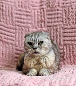 Кошка Хави приют Беригиня