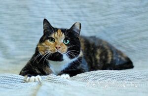 Кошка Инди приют Беригиня