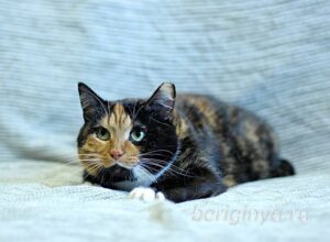 Кошка Инди приют Беригиня