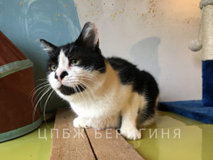Кот Йося приют Беригиня
