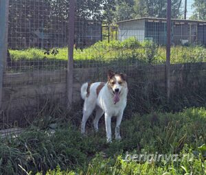 Собака Ириска приют Беригиня