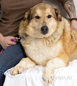 Собака Июль приют Беригиня