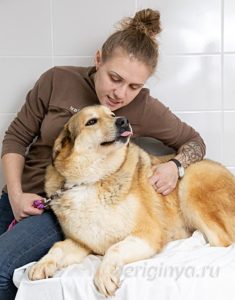Собака Июль приют Беригиня